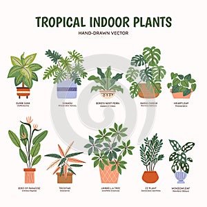 Tropical Indoor Plants - Colorful