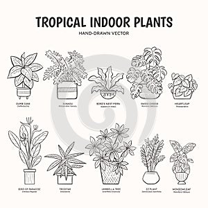 Tropical Indoor Plants - Lineart