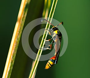 Tropical insect in nature. Thread-waisted wasp on palm leaf. Unusual exotic tropical wasp.