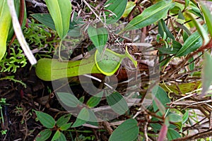 Tropical insectivorous plant. vertical photo