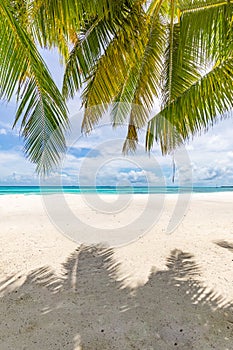 Tropical island beach, fresh green palm leaves, sunny shore, white sand close to blue sea