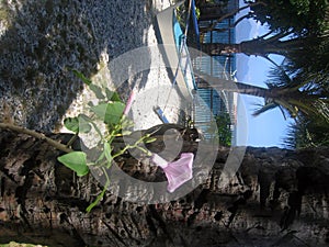 tropical island beach garden sabang