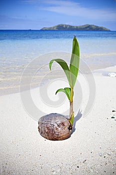 Tropical Island Beach Palm Tree