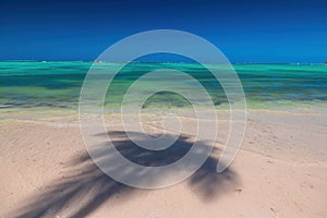 Tropical island beach with palm trees on the Caribbean Sea shore at sunrise