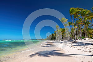 Tropical island beach with palm trees on the Caribbean Sea shore at sunrise