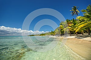 Tropical island beach shore with exotic palm trees, turquoise caribbean sea water and white sand. Saona, Punta Cana, Dominican