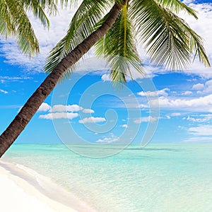Tropical island beach view, green palm tree leaves, turquoise sea water, exotic nature landscape, summer holidays vacation, travel