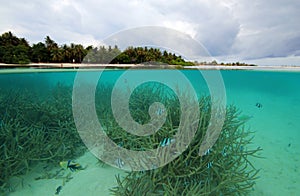 Tropical Island and Coral Reef