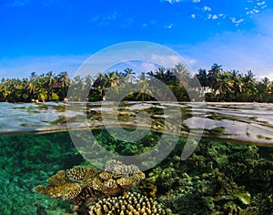 Tropical Island Coral Reef