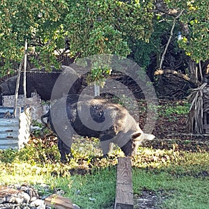 On the tropical island of Haiti in the Dominican Republic