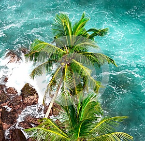 Tropical island in the Indian Ocean.