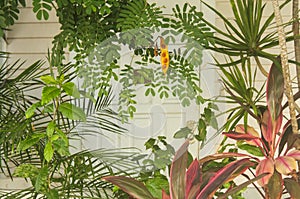 Tropical Island Key West background with colorful but muted plants in front of a blurred section of a white wooden house and door