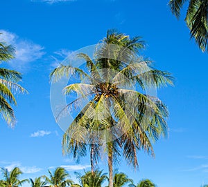 Tropical island Palm tree closeup. Bright blue sky background.