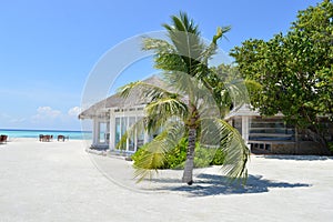 Tropical Island with Palm Tree on Maldives Beach