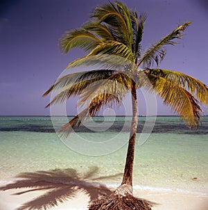 tropical island with palm trees and an ocean with blue sky beaches and clear, clean sand Dominican Republic Punta Cana