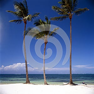 tropical island with palm trees and an ocean with blue sky beaches and clear, clean sand Dominican Republic Punta Cana