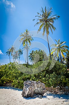Tropical island with palm trees