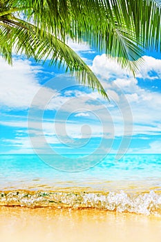 Tropical island paradise beach nature, blue sea wave, ocean water, green coconut palm tree leaves, sand, sun, sky, white clouds