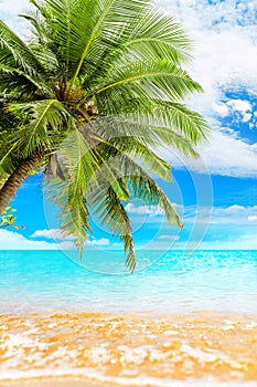 Tropical island paradise beach nature, blue sea wave, ocean water, green coconut palm tree leaves, sand, sun, sky, white clouds