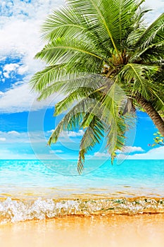 Tropical island paradise beach nature, blue sea wave, ocean water, green coconut palm tree leaves, sand, sun, sky, white clouds