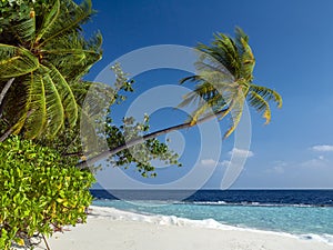 Tropical island paradise - Maldives - Indian Ocean