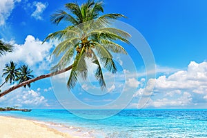 Tropical island paradise sea beach, ocean water, palm tree, sand, sun sky cloud, panorama landscape, Caribbean, Maldives, Thailand