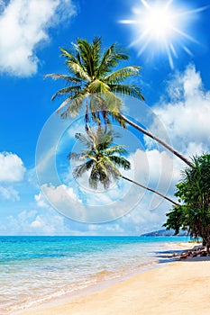 Tropical island paradise sea beach, palm tree, ocean water, Caribbean, Maldives, Thailand summer holidays, vacation