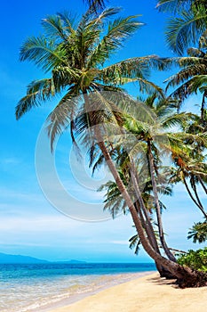 Tropical island paradise sea beach, palm tree, ocean water, Caribbean, Maldives, Thailand summer holidays, vacation