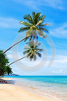 Tropical island paradise sea beach, palm tree, ocean water, Caribbean, Maldives, Thailand summer holidays, vacation