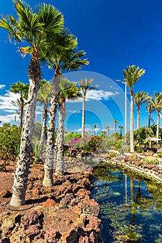 Tropical island resort garden with palm trees, flowers and river on Fuerteventura, Canary Island.