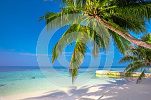 Tropical island with sandy beach, palm trees and tourquise clear water photo