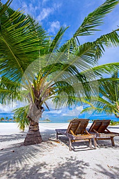 Tropical island with sandy beach, palm trees and tourquise clear water. photo