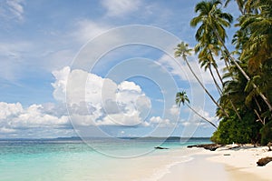 Tropical island - sea, sky and palm trees