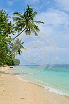 Tropical island - sea, sky and palm trees