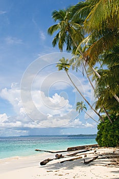 Tropical island - sea, sky and palm trees