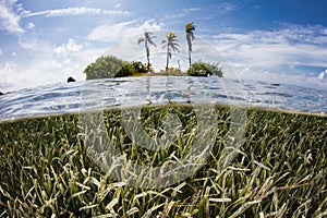 Tropical Island and Seagrass Meadow in Caribbean Sea