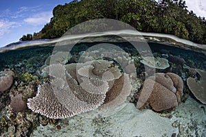 Tropical Island and Shallow Reef in Solomon Islands