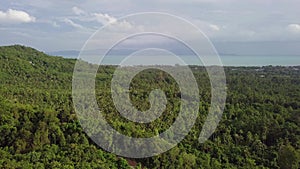 Tropical Island Shore with Dense Green Forest and Palm Trees in Thailand. Aerial View