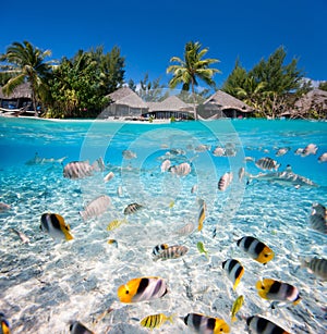 Tropical island under and above water