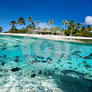 Tropical island under and above water