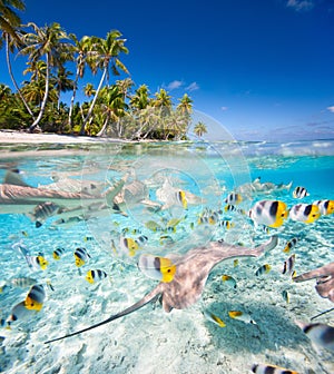 Tropical island under and above water