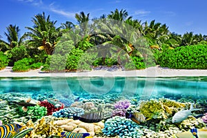 Tropical island and the underwater world in the Maldives.