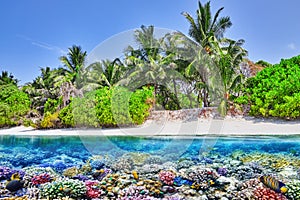 Tropical island and the underwater world in the Maldives.