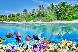 Tropical island and the underwater world in the Maldives.