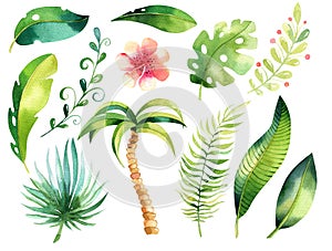 Tropical isolated illustration set. Watercolor boho tropic papm tree, leaves, green leaf, drawing, gungle exotic aloha
