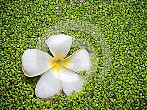 Tropical jasmine flower plumeria and water fern