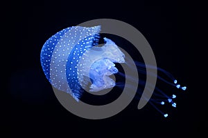 Tropical Jellyfish Phyllorhiza punctata white-spotted jellyfish underwater