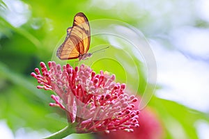 Tropical Julia butterfly Dryas iulia feeding and resting on flow