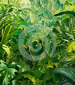 Tropical Jungle Background