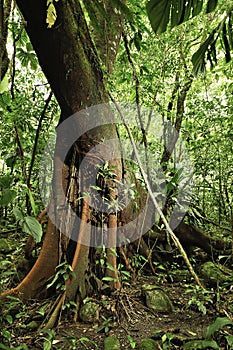 La jungla Amazonas la lluvia Bosque un árbol 